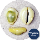 8685-12-P1 - Cowrie - Money - Project Pack